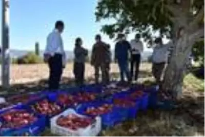 Kadın girişimci Milas'ta ilk tatlı patates hasadını yaptı Kadın girişimci Milas'ta ilk tatlı patates hasadını yaptı