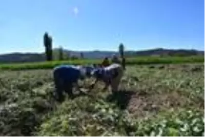 Kadın girişimci Milas'ta ilk tatlı patates hasadını yaptı Kadın girişimci Milas'ta ilk tatlı patates hasadını yaptı