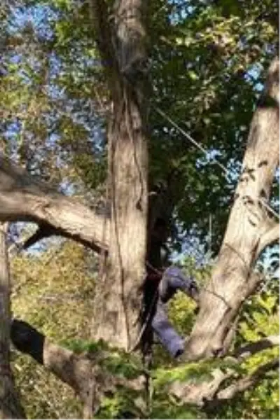 Kestiği ceviz ağacı az kalsın canına mal oluyordu Kestiği ceviz ağacı az kalsın canına mal oluyordu