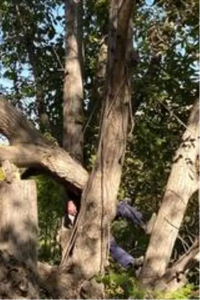 Kestiği ceviz ağacı az kalsın canına mal oluyordu Kestiği ceviz ağacı az kalsın canına mal oluyordu