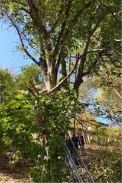 Kestiği ceviz ağacı az kalsın canına mal oluyordu Kestiği ceviz ağacı az kalsın canına mal oluyordu