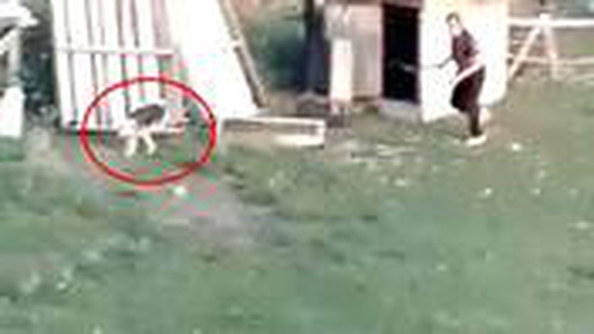 Kümesine giren köpeği çocukların gözü önünde sopa ile dövdü! O anlar kamerada