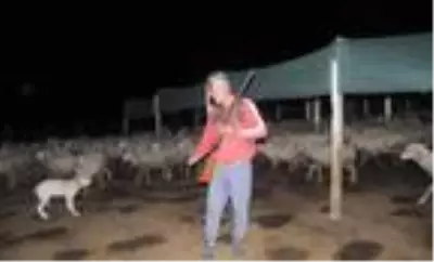 Kurtlar, köylere inip hayvanlara saldırınca tüfekle nöbet tutmaya başladılar