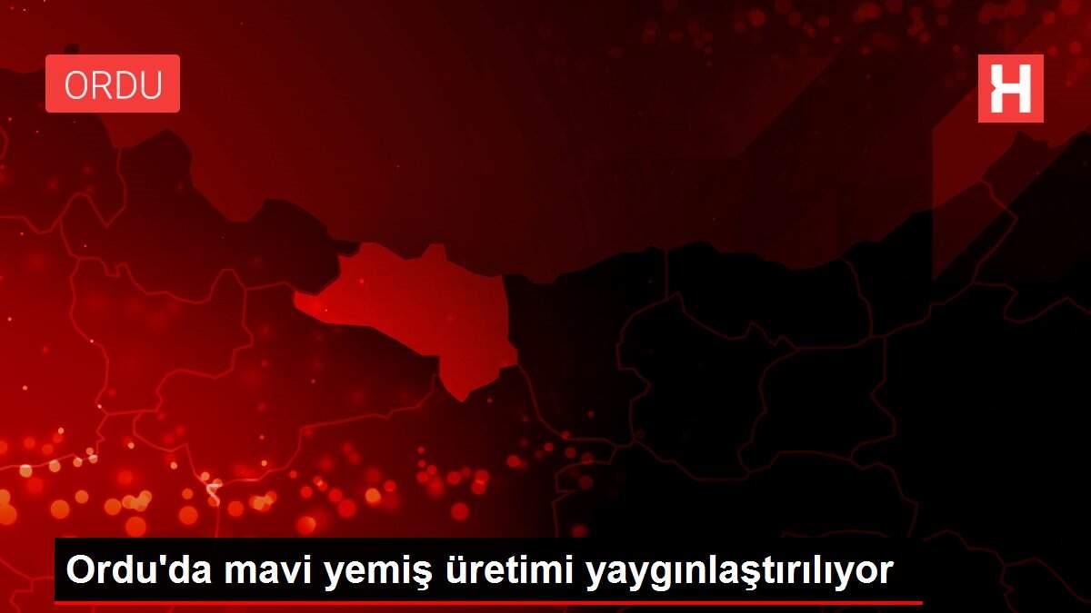 Ordu'da mavi yemiş üretimi yaygınlaştırılıyor
