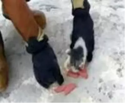 Son dakika haberi: Şanlıurfa'da su borusuna ve otomobille sıkışan yavru kediler kurtarıldı Son dakika haberi: Şanlıurfa'da su borusuna ve otomobille sıkışan yavru kediler kurtarıldı