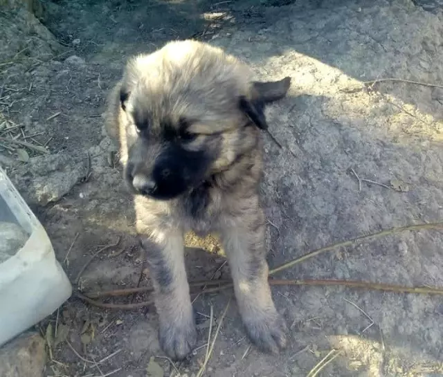 Sungurlu�da yavru köpekler bakıma alındı Haberler