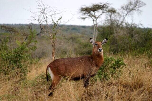 Uganda nerede? Uganda nerede? Uganda'nın dini nedir? Uganda'nın ekonomisi nasıldır?
