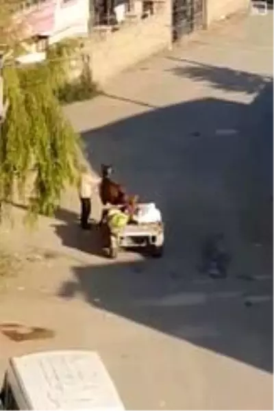 Yorgun düşen ata gitmesi için şişle şiddet uyguladı Yorgun düşen ata gitmesi için şişle şiddet uyguladı