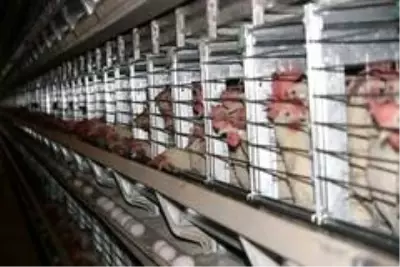 Yumurta fiyatlarındaki önlenemez yükseliş devam ediyor Yumurta fiyatlarındaki önlenemez yükseliş devam ediyor