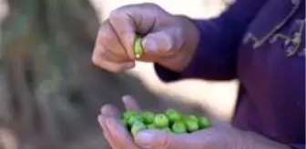 Kanada: 4 Bin 500 yıllık zeytin geçmişi olan Kilis'te zeytinin dalından sofraya yolculuğu Kanada: 4 Bin 500 yıllık zeytin geçmişi olan Kilis'te zeytinin dalından sofraya yolculuğu
