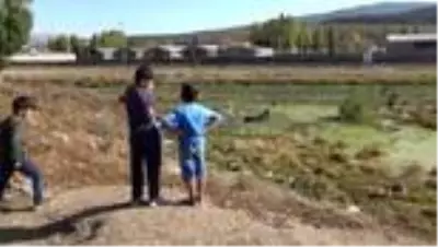 Bataklığa saplanan at iş makinesi yardımıyla kurtarıldı