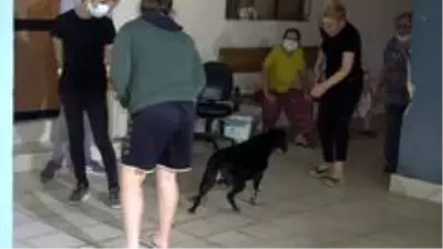 Son dakika haber... Ev yangınında dumandan etkilenen köpeği itfaiye kurtardı Son dakika haber... Ev yangınında dumandan etkilenen köpeği itfaiye kurtardı