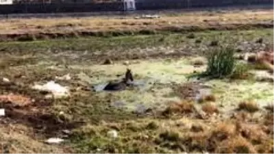 Kars'ta bataklığa düşen at kurtarıldı