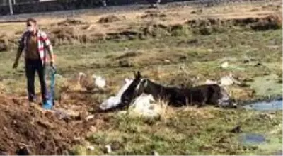 Kars'ta bataklığa düşen at kurtarıldı