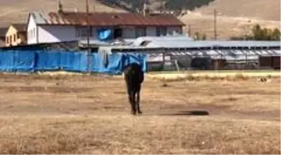 Kars'ta bataklığa düşen at kurtarıldı