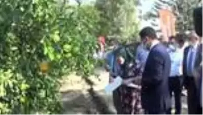 Mandalina hasadına başlandı Mandalina hasadına başlandı