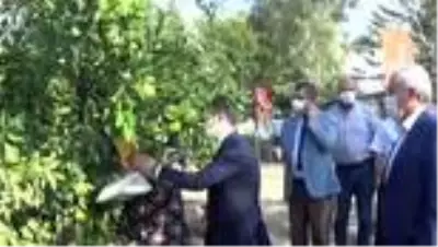 Mandalina hasadına başlandı Mandalina hasadına başlandı