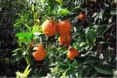 Son dakika... Narenciye ihracatına koronavirüs dopingi Son dakika... Narenciye ihracatına koronavirüs dopingi
