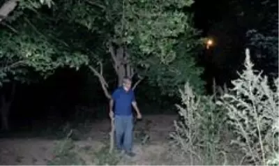 Sabaha kadar tüfekle ve sopayla avokado nöbeti tutuyorlar Sabaha kadar tüfekle ve sopayla avokado nöbeti tutuyorlar