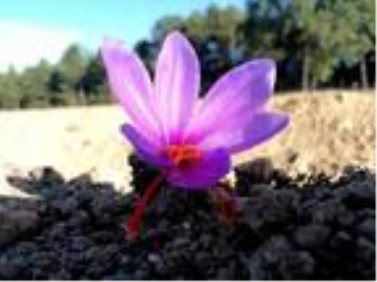 Safranbolu'da safran hasadına başlandı; kilosu 40 bin lira