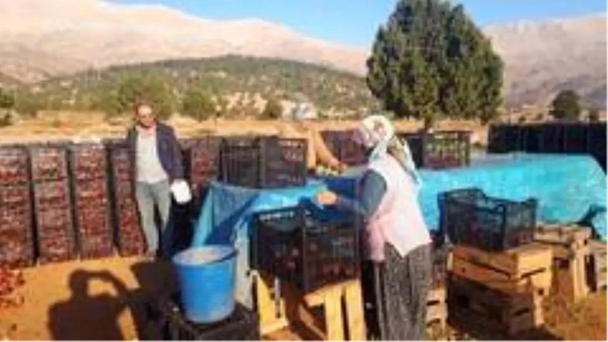 Tufanbeyli'de elma hasadı başladı