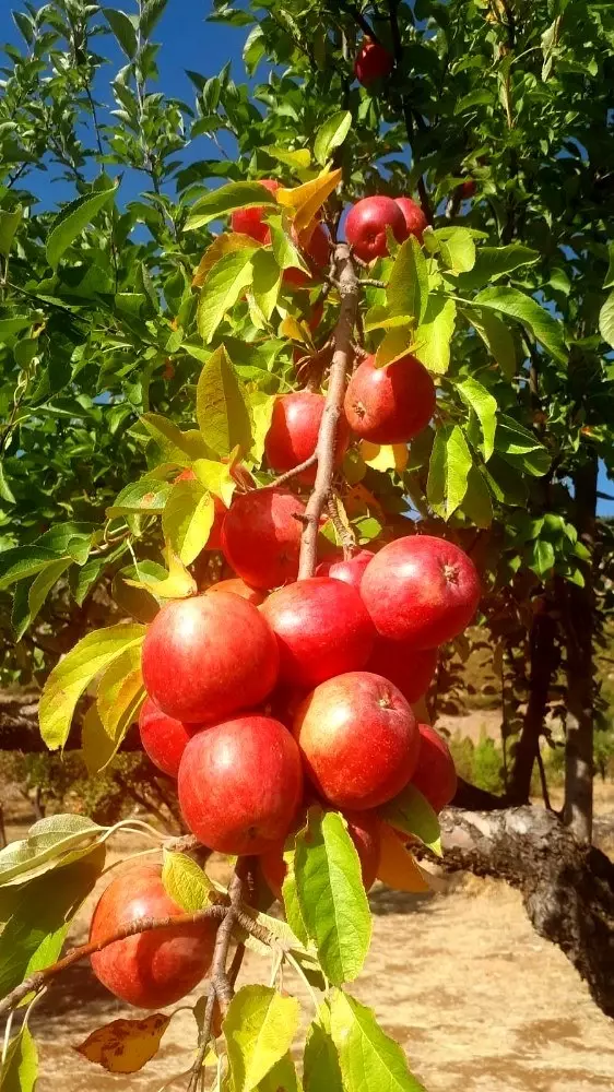 Tufanbeyli'de elma hasadı başladı