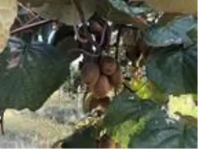 Yalova 30 bin ton kivi rekoltesi bekleniyor Yalova 30 bin ton kivi rekoltesi bekleniyor