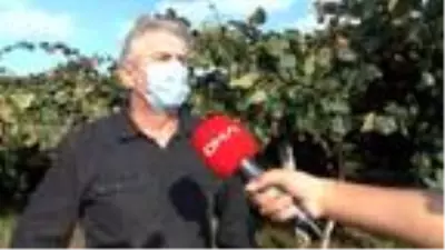 Yalova 30 bin ton kivi rekoltesi bekleniyor Yalova 30 bin ton kivi rekoltesi bekleniyor