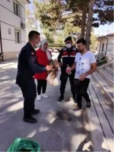 Yaralı şahine jandarma şefkati Yaralı şahine jandarma şefkati