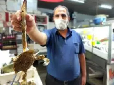 Yengeç, tanesi 10 liraya kapış kapış satılıyor Yengeç, tanesi 10 liraya kapış kapış satılıyor