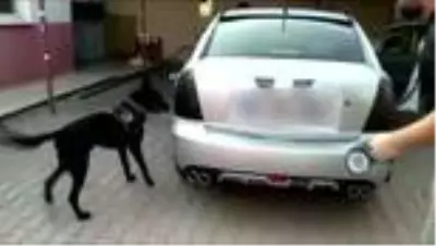 Adana'da otomobilin yakıt deposunda 12 kilo 450 gram esrar ele geçirildi Adana'da otomobilin yakıt deposunda 12 kilo 450 gram esrar ele geçirildi