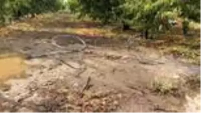 Son dakika haberi... Bahçesine elektrik bağlamak isterken hayatını kaybetti Son dakika haberi... Bahçesine elektrik bağlamak isterken hayatını kaybetti