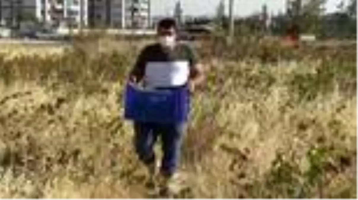 Diyarbakır'da milyonluk binalar arasında bağbozumu zamanı