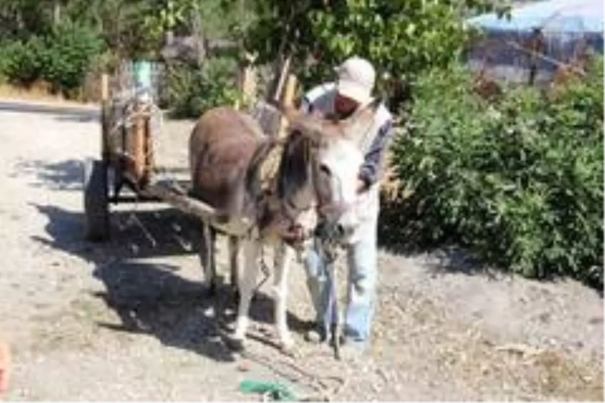 Hayatta tek sahip olduğu 'Kadife'siyle ailesini geçindiriyor