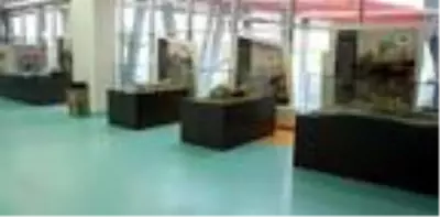 Kayseri'de 2 yılda 400'den fazla fosil gün yüzüne çıkarıldı Kayseri'de 2 yılda 400'den fazla fosil gün yüzüne çıkarıldı