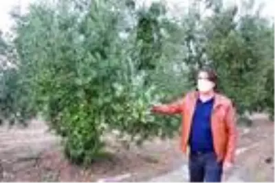 Manisa'da sağanak ve dolu Manisa'da sağanak ve dolu