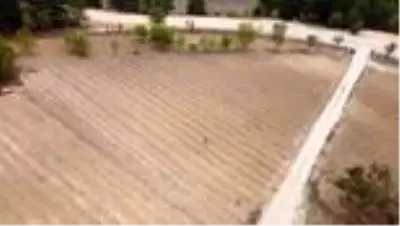 'Mucize bitki' safran, Dijital Tarım Pazarı üzerinden satılabilecek 'Mucize bitki' safran, Dijital Tarım Pazarı üzerinden satılabilecek