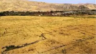 150 gün suyun içinde yetişen pirinçte hasat zamanı 150 gün suyun içinde yetişen pirinçte hasat zamanı