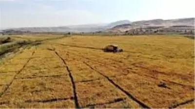 150 gün suyun içinde yetişen pirinçte hasat zamanı 150 gün suyun içinde yetişen pirinçte hasat zamanı