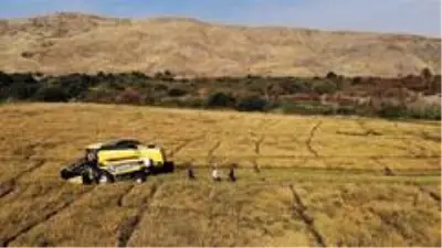150 gün suyun içinde yetişen pirinçte hasat zamanı 150 gün suyun içinde yetişen pirinçte hasat zamanı