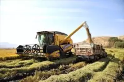 150 gün suyun içinde yetişen pirinçte hasat zamanı 150 gün suyun içinde yetişen pirinçte hasat zamanı