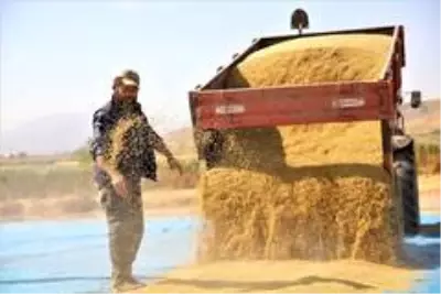 150 gün suyun içinde yetişen pirinçte hasat zamanı 150 gün suyun içinde yetişen pirinçte hasat zamanı