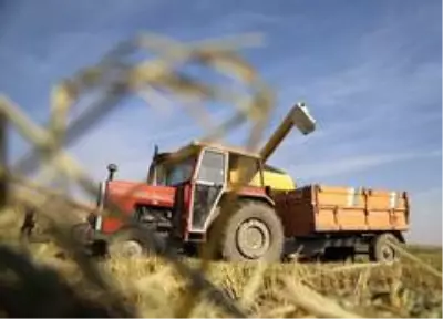 150 gün suyun içinde yetişen pirinçte hasat zamanı 150 gün suyun içinde yetişen pirinçte hasat zamanı