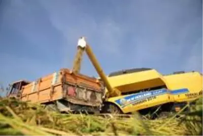 150 gün suyun içinde yetişen pirinçte hasat zamanı 150 gün suyun içinde yetişen pirinçte hasat zamanı