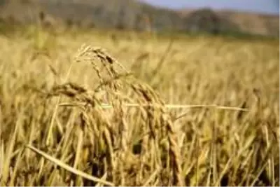 150 gün suyun içinde yetişen pirinçte hasat zamanı 150 gün suyun içinde yetişen pirinçte hasat zamanı