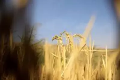 150 gün suyun içinde yetişen pirinçte hasat zamanı 150 gün suyun içinde yetişen pirinçte hasat zamanı