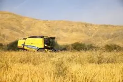 150 gün suyun içinde yetişen pirinçte hasat zamanı 150 gün suyun içinde yetişen pirinçte hasat zamanı