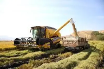 150 gün suyun içinde yetişen pirinçte hasat zamanı 150 gün suyun içinde yetişen pirinçte hasat zamanı