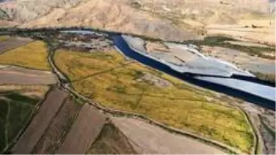 150 gün suyun içinde yetişen pirinçte hasat zamanı 150 gün suyun içinde yetişen pirinçte hasat zamanı