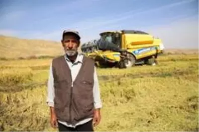150 gün suyun içinde yetişen pirinçte hasat zamanı 150 gün suyun içinde yetişen pirinçte hasat zamanı